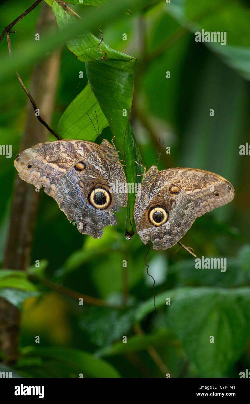 File:Caligo illioneus lepidoptero.jpg - Wikimedia Commons