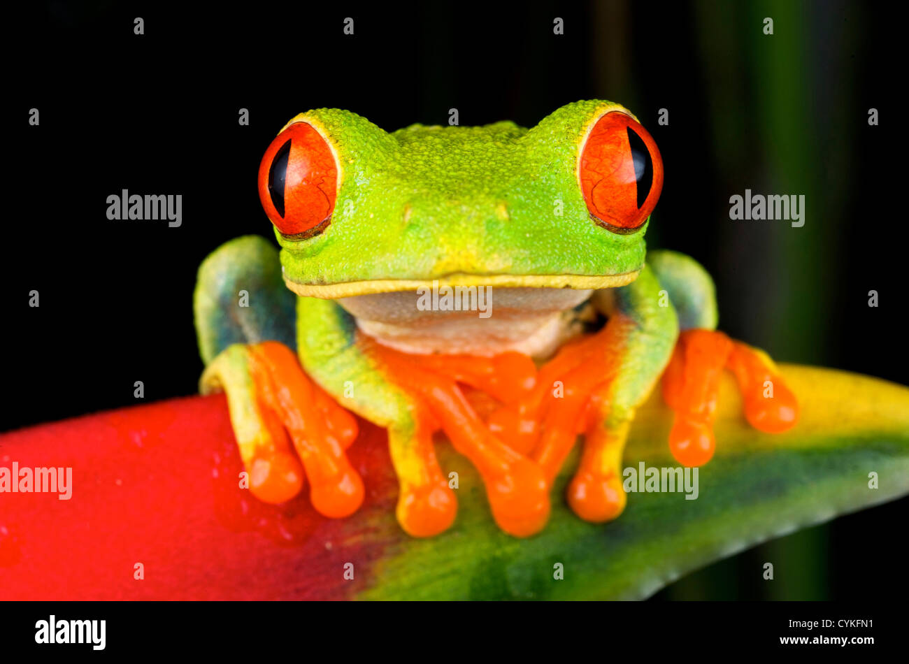 Red-eyed Treefrog (Agalychnis callidryas) is an arboreal hylid native to Neotropical rainforests in Central America. Stock Photo