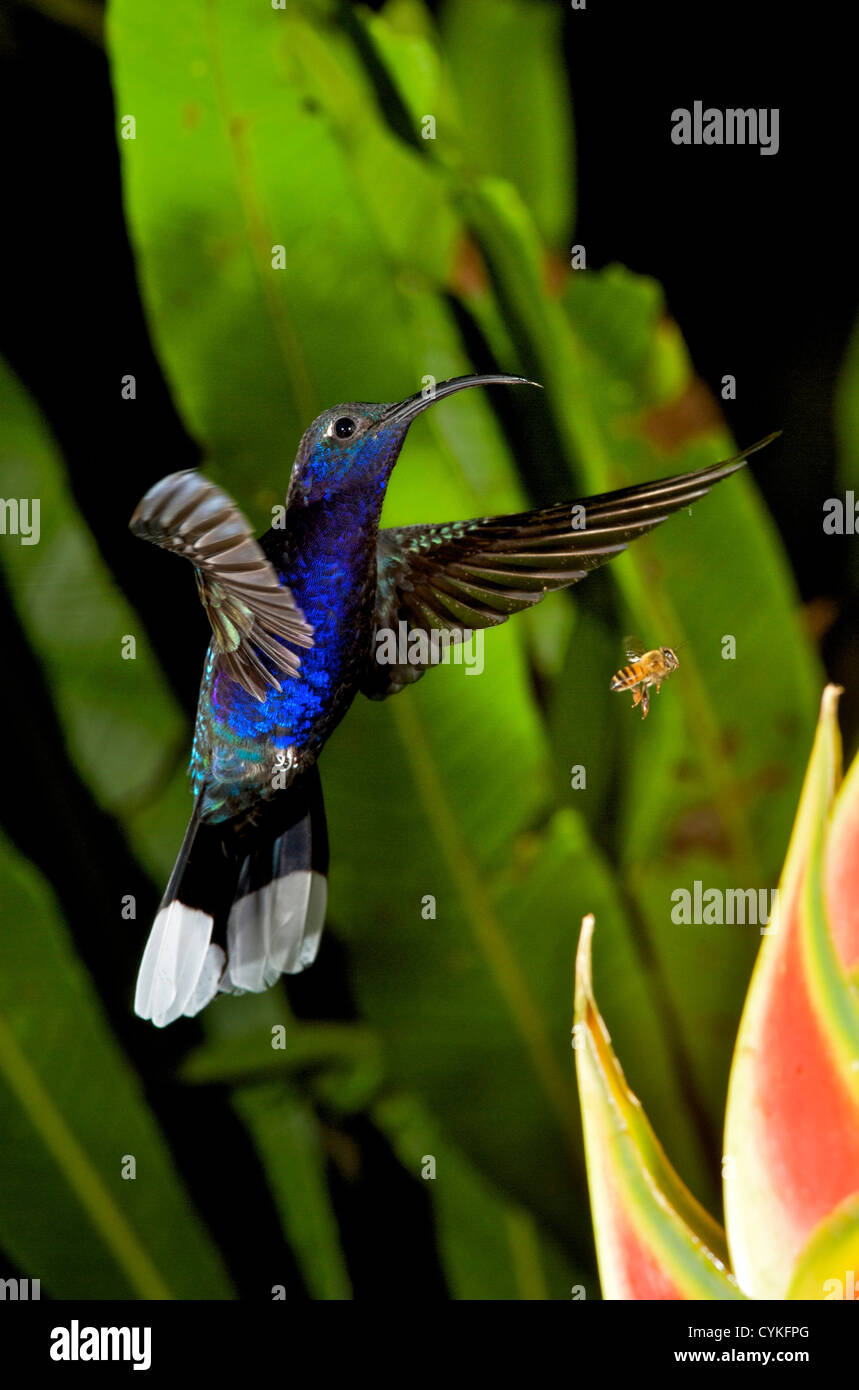 The Violet Sabrewing (Campylopterus hemileucurus), is a very large hummingbird. Stock Photo