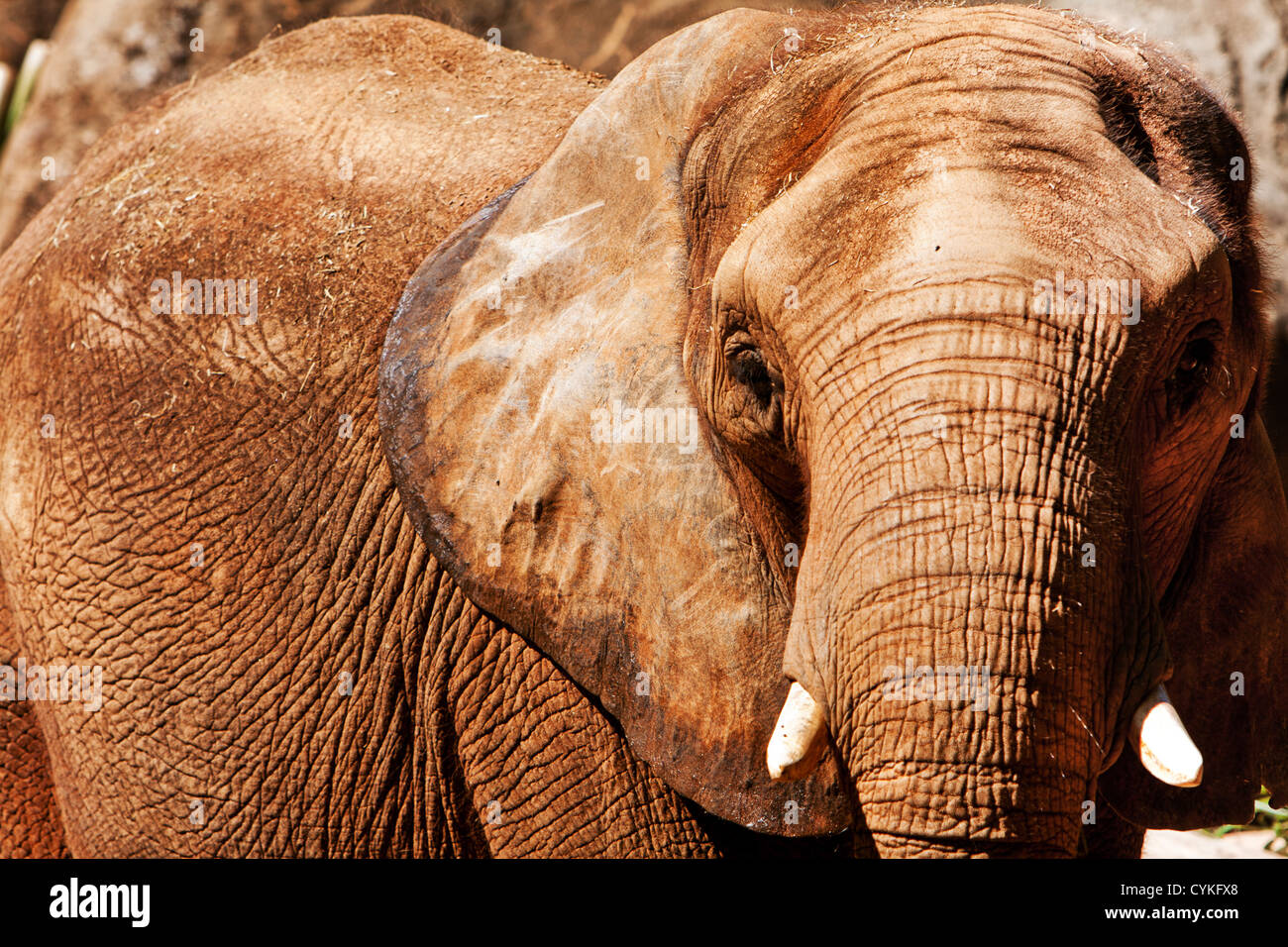 Face of Beautiful endangered African elephant with short ivory tusks. Stock Photo