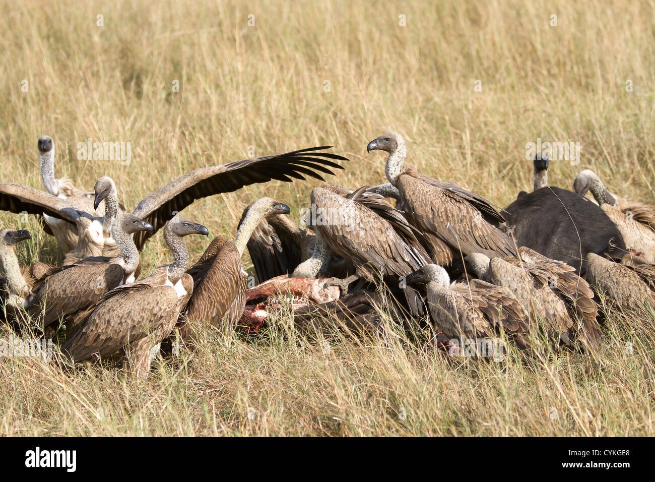 Vultures feed on a recent kill in the Masai Mara Stock Photo Alamy