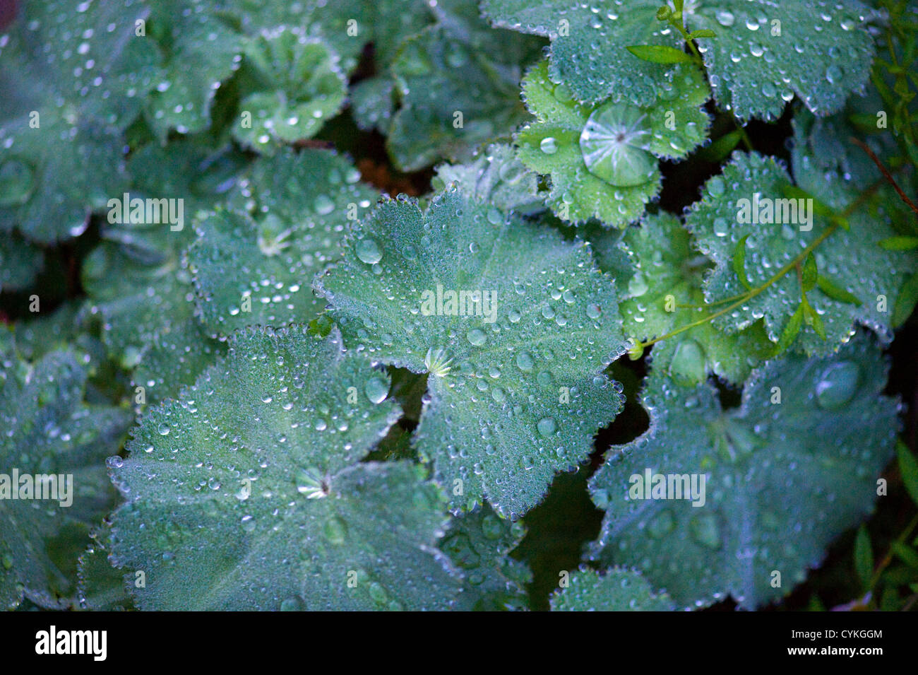Alchemilla mollis Lady's Mantle with  Raindrops on Leaves Stock Photo