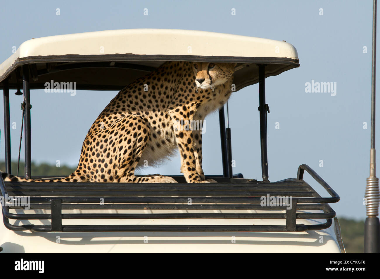 A cheetah sits on top of a safari van and hunts Stock Photo