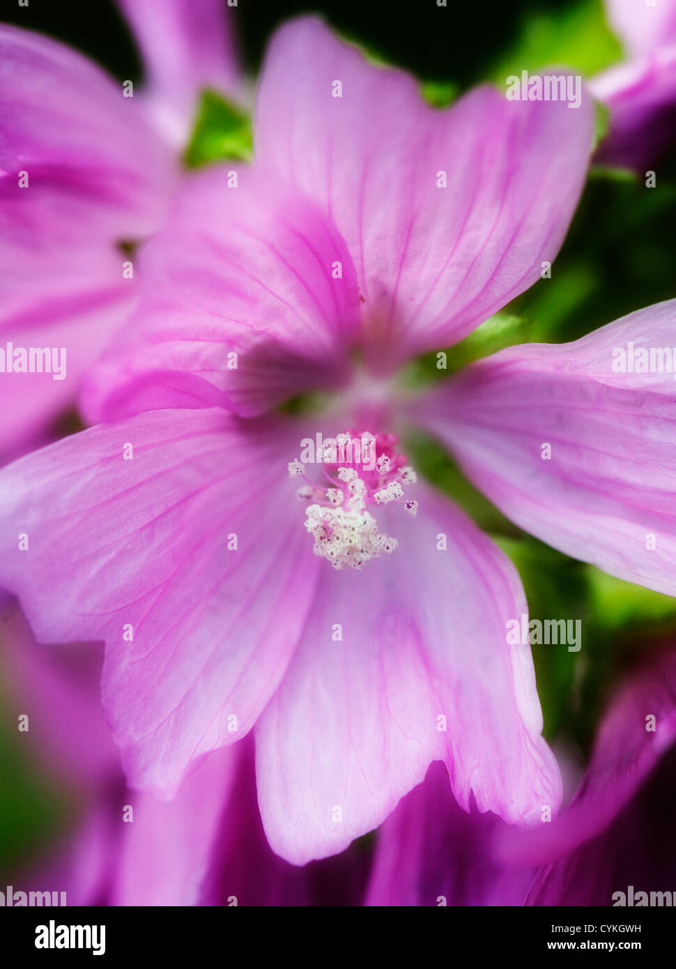 Pink geranium in an English garden Stock Photo - Alamy
