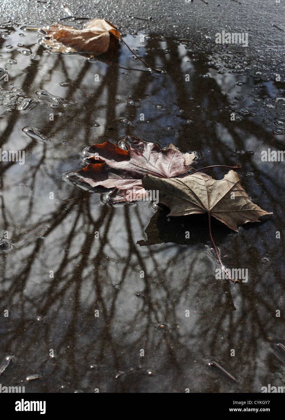 Autumn leaves in a puddle. Stock Photo