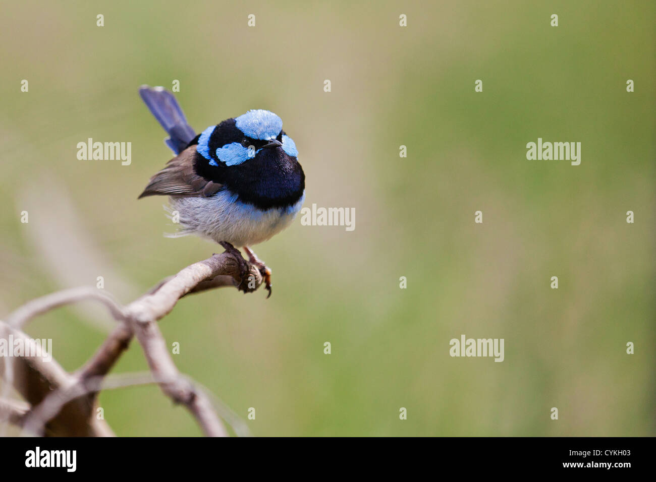 Superb fairy wren, nature reserve at Hanging Rock Victoria Australia Stock Photo