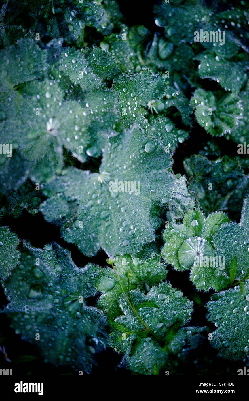 Raindrops on the leaves of Lady's Mantle Alchemilla mollis Stock Photo