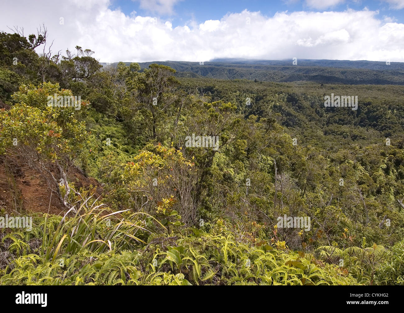Elk2847463 Hawaii, Kauai, Kokee State Park, Kalalau Overlook toward Alakai Swamp Stock Photo