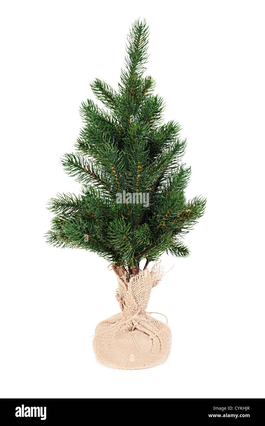 fir tree for Christmas isolated on white background Stock Photo