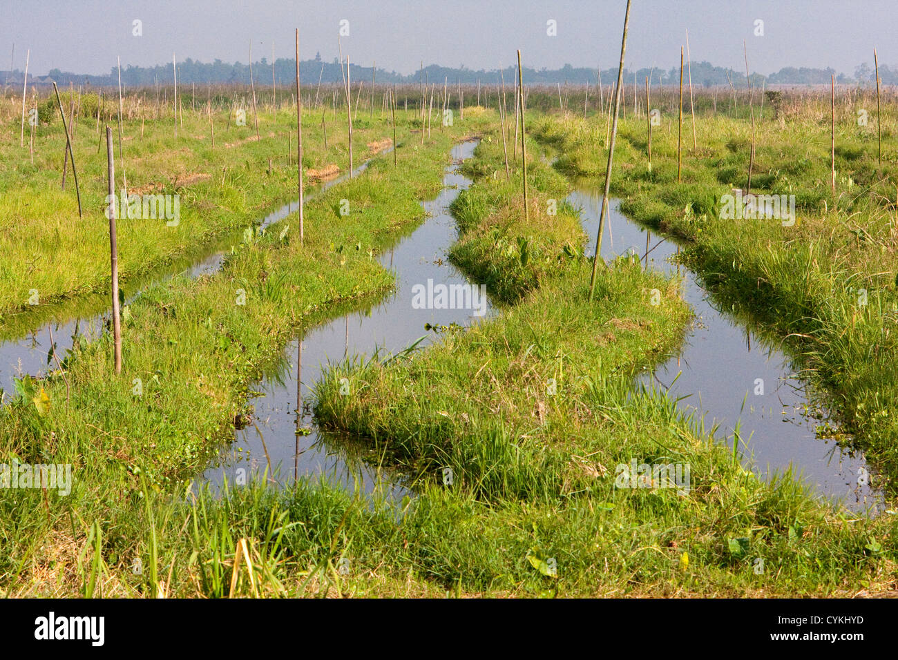 Myanmar, Burma. Floating Plots for Agriculture, Inle Lake, Shan State. The tall poles anchor the islands to the lake bottom. Stock Photo