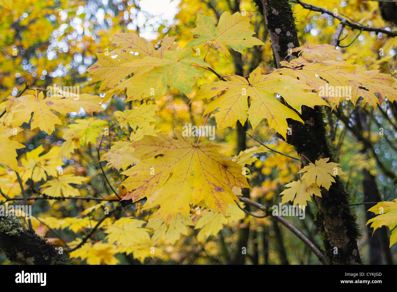 Giant Maple Tree Leaves in Fall Colors Along Columbia River Gorge Oregon Stock Photo