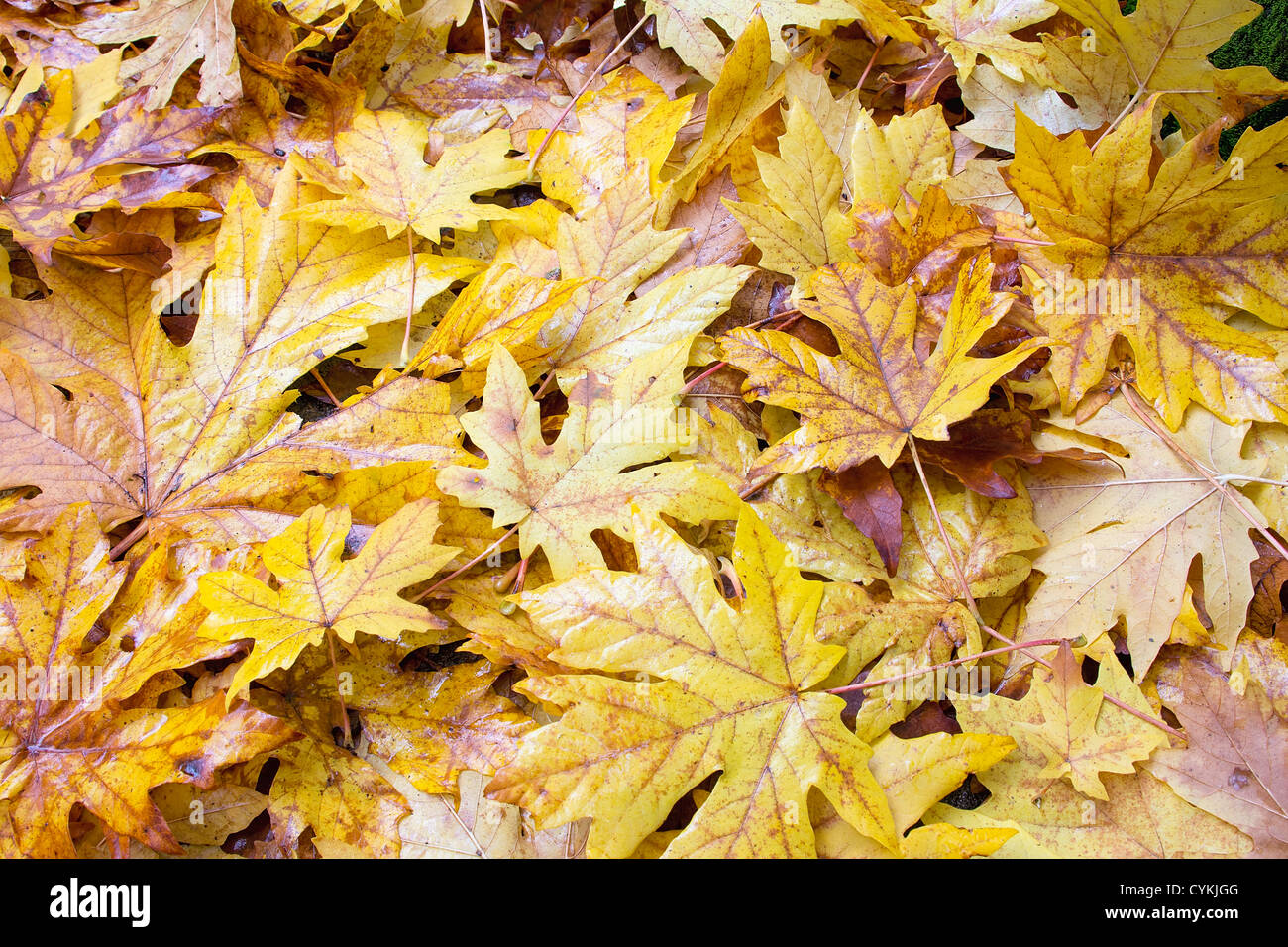 Fallen Wet Giant Maple Tree Leaves in Autumn Color Background Stock Photo