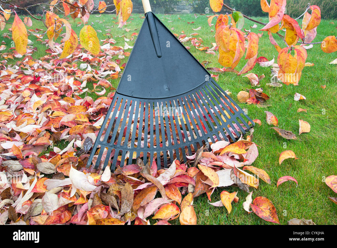 Raking Fall Leaves in Garden in Autumn Season Stock Photo