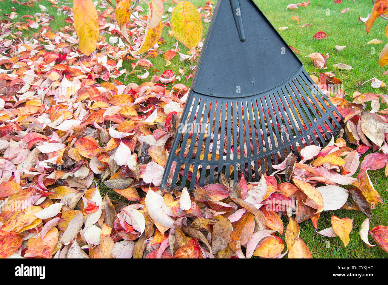 Raking Fall Leaves in Garden in Autumn Season Closeup Stock Photo