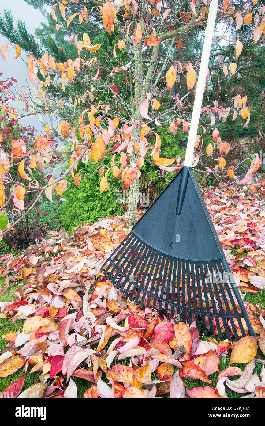 Raking Fall Leaves in Garden in Autumn Season Vertical Stock Photo