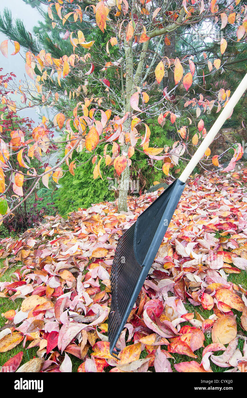 Raking Fall Leaves in Garden in Autumn Season Vertical Side View Stock Photo