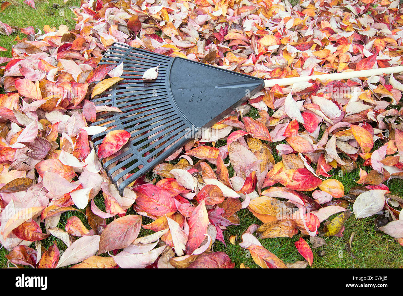Garden Rake Laying on Pile of Dogwwod Tree Fallen Leaves in Autumn Season Stock Photo