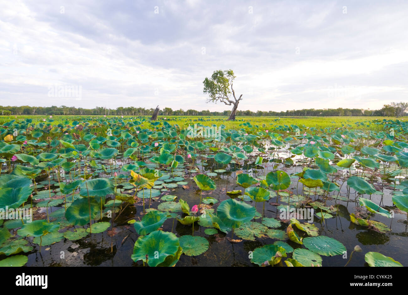 Yellow Water Billabong, Kakadu National Park, Northern Territory, NT ...