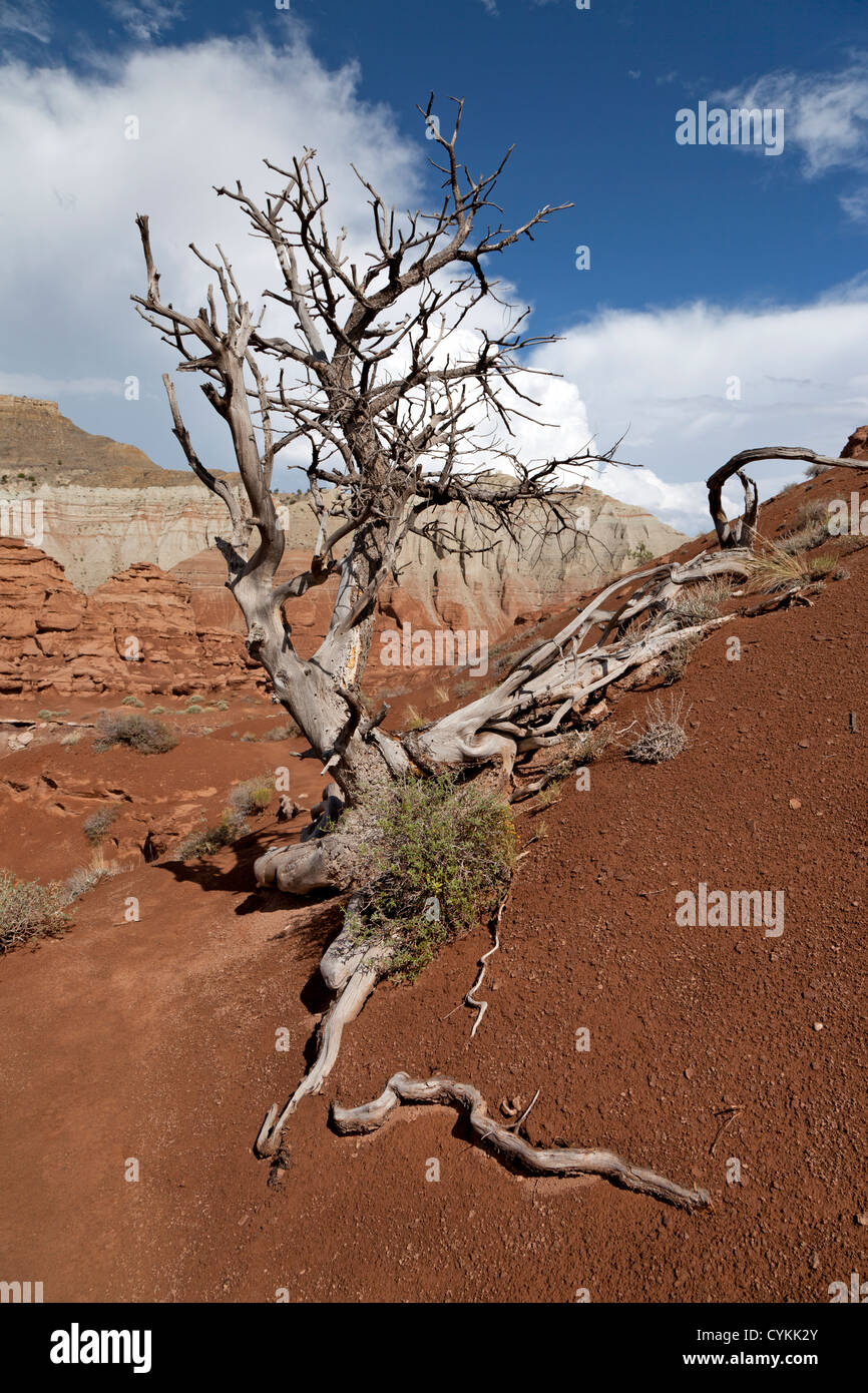 Deceased juniper tree clings to the sandstone in Utah's Kodachrome Basin State Park. Stock Photo