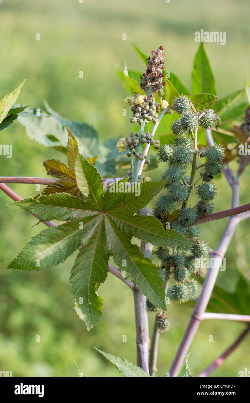 Castor Bean Poison Castor Bean Poison