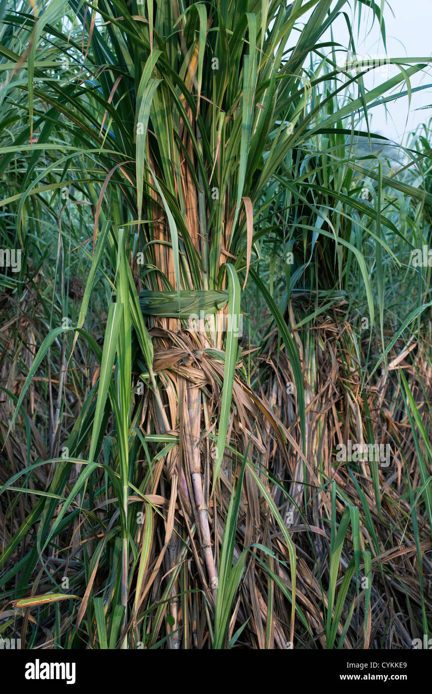 India Sugar Canes High Resolution Stock Photography and Images Alamy