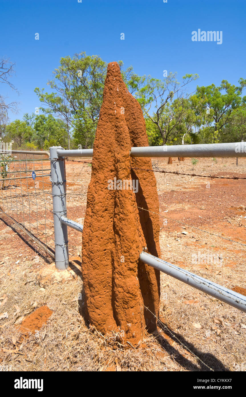 Cathedral Termite Mound built through a Fence, Northern Territory, Australia Stock Photo