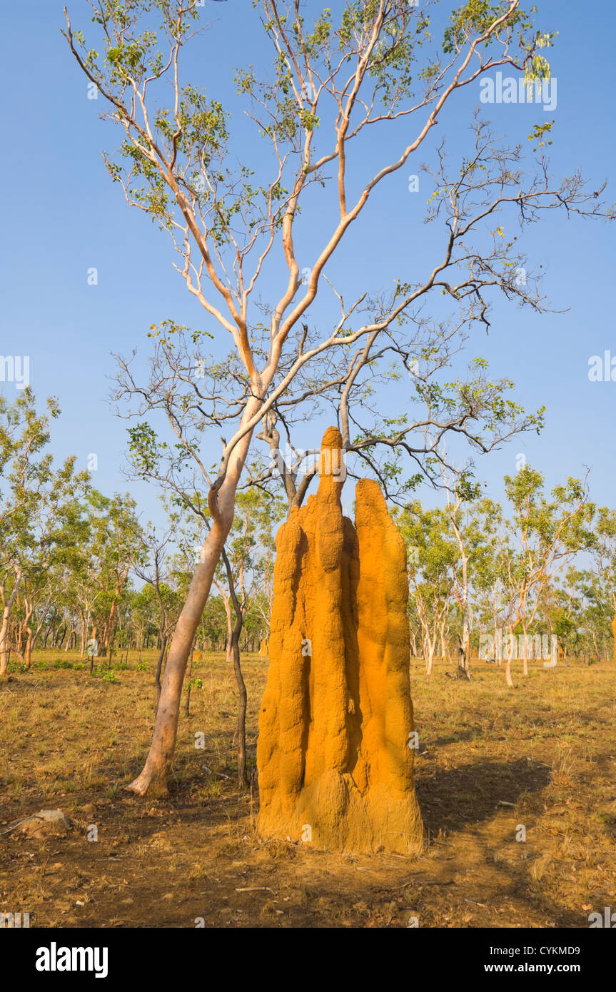 Cathedral Termite Mound, Kakadu National Park, Northern Territory, Australia Stock Photo