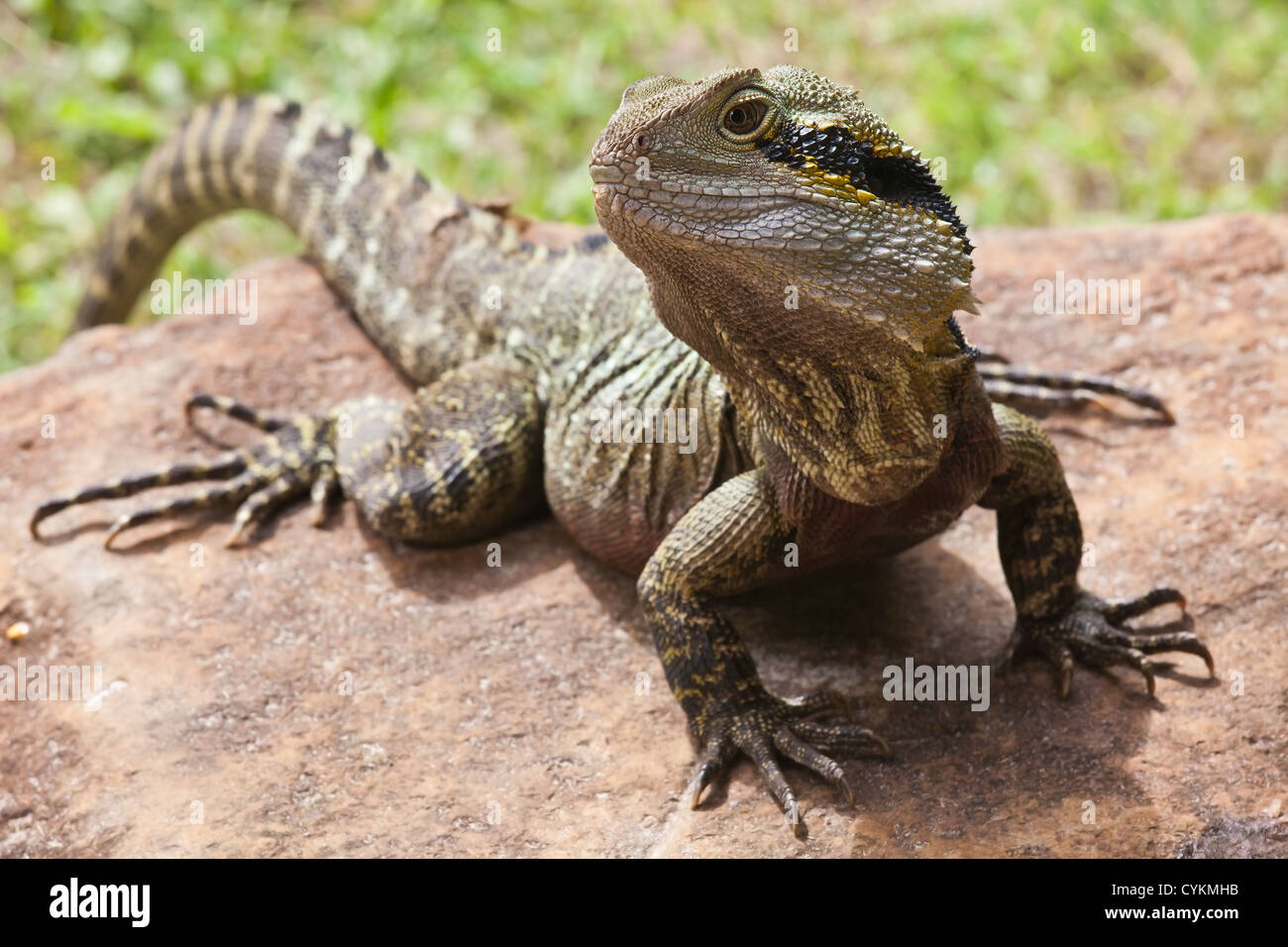 iguana Queensland QLD Australia lizard / reptile close up Stock Photo