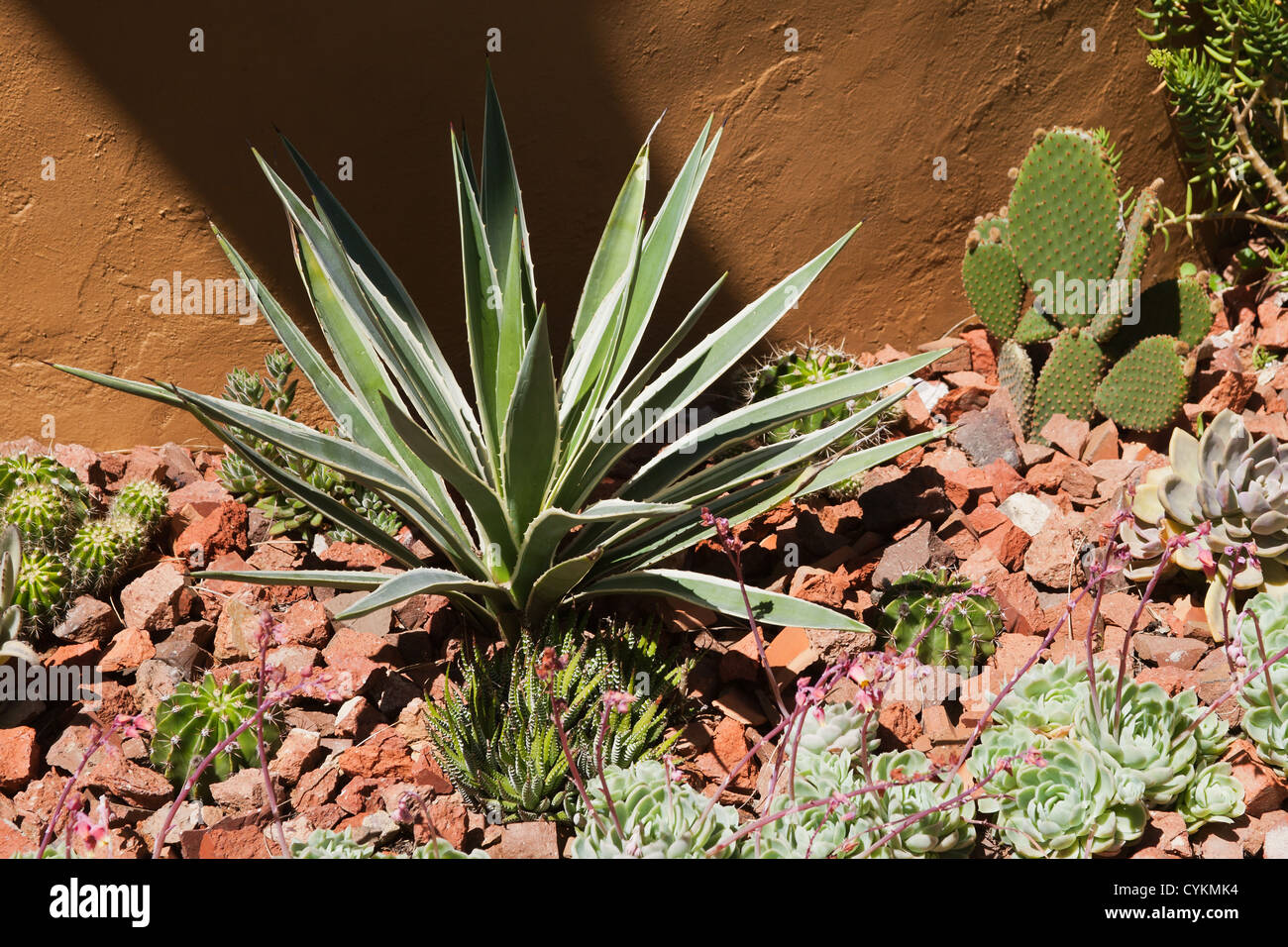 cactus red rock garden in Melbourne Australia drought gardens Stock Photo Alamy
