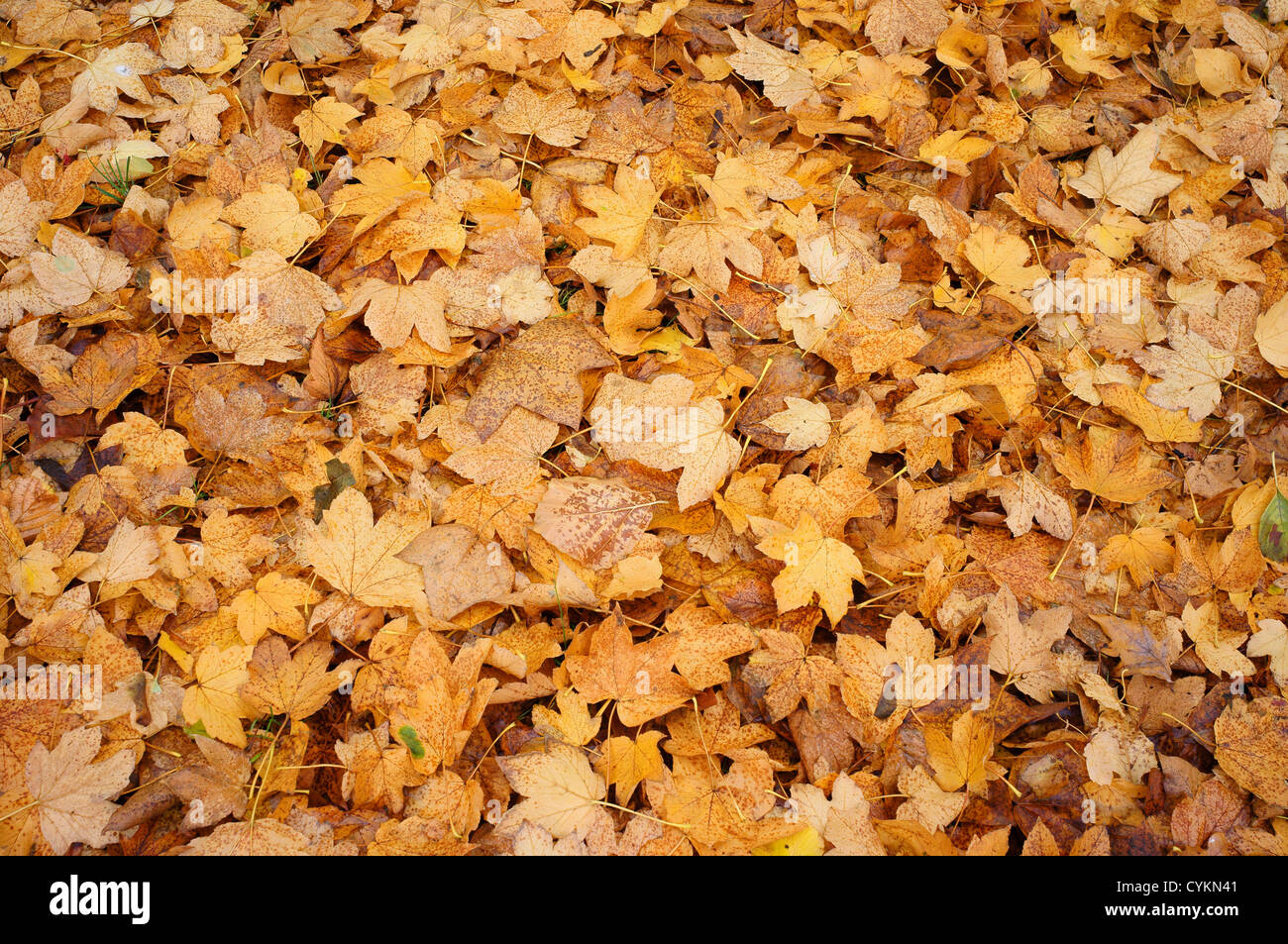 Fallen yellow leaves of the italian maple Acer opalus Stock Photo