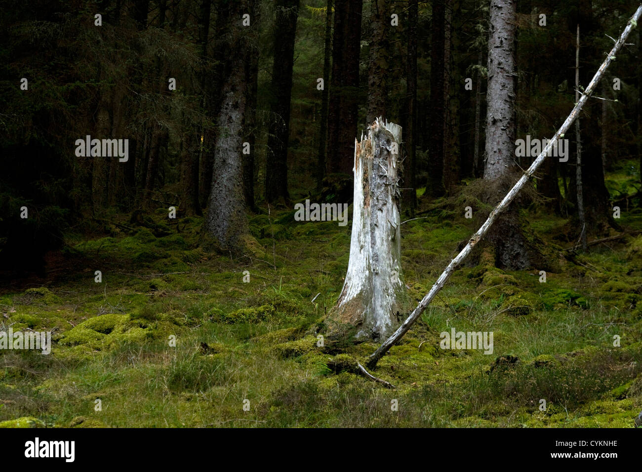 Old Tree stump in a highland forrest near Gairlochy , Scotland Stock Photo