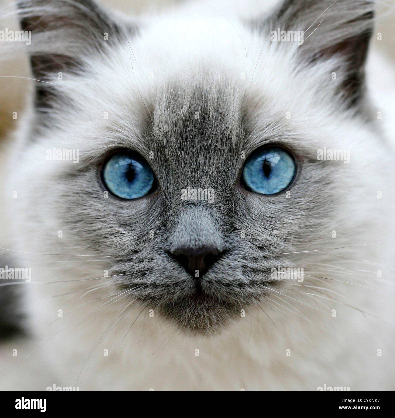 ragdoll with blue eyes