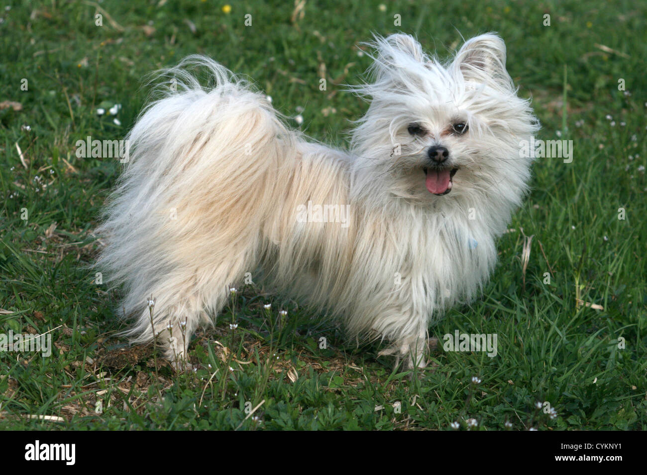 Spitz Maltese High Resolution Stock Photography And Images Alamy