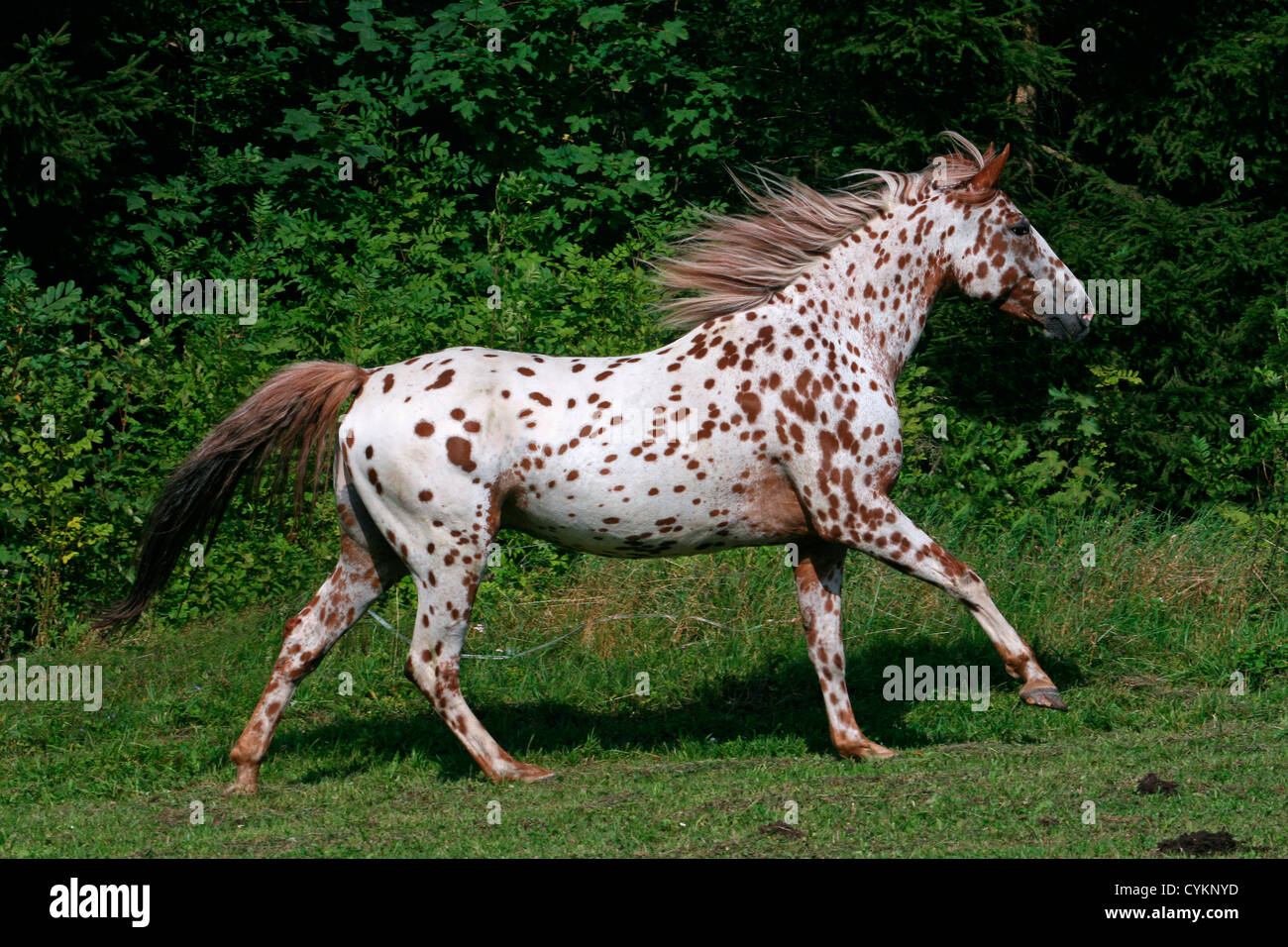 1,669 Appaloosa Horse Stock Photos, High-Res Pictures, and Images - Getty  Images