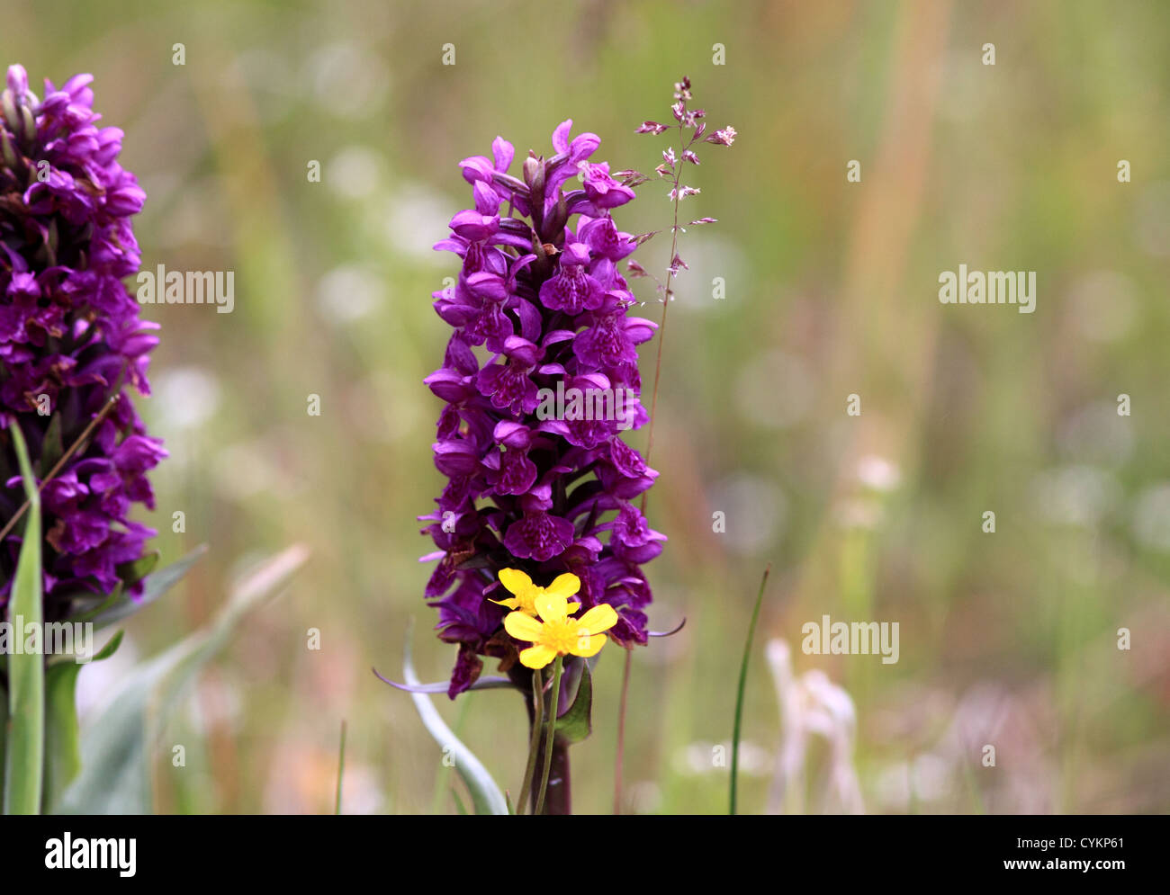 Common Spotted Orchid in the wild Stock Photo