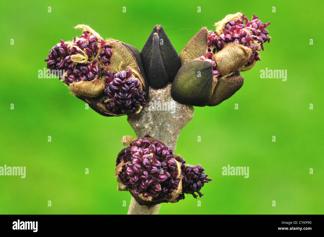 Ash blossom and foliage in spring. Dorset, UK April Stock Photo
