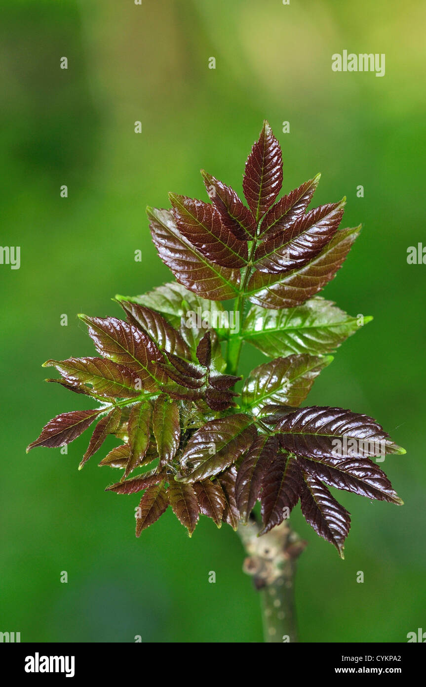 Ash In Spring Fresh ash foliage bursting open in spring Stock Photo - Alamy