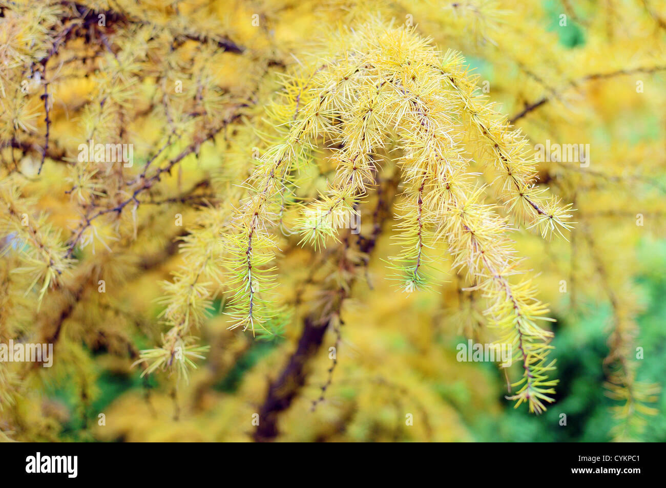 Yellow autumn larch branch Larix decidua Stock Photo