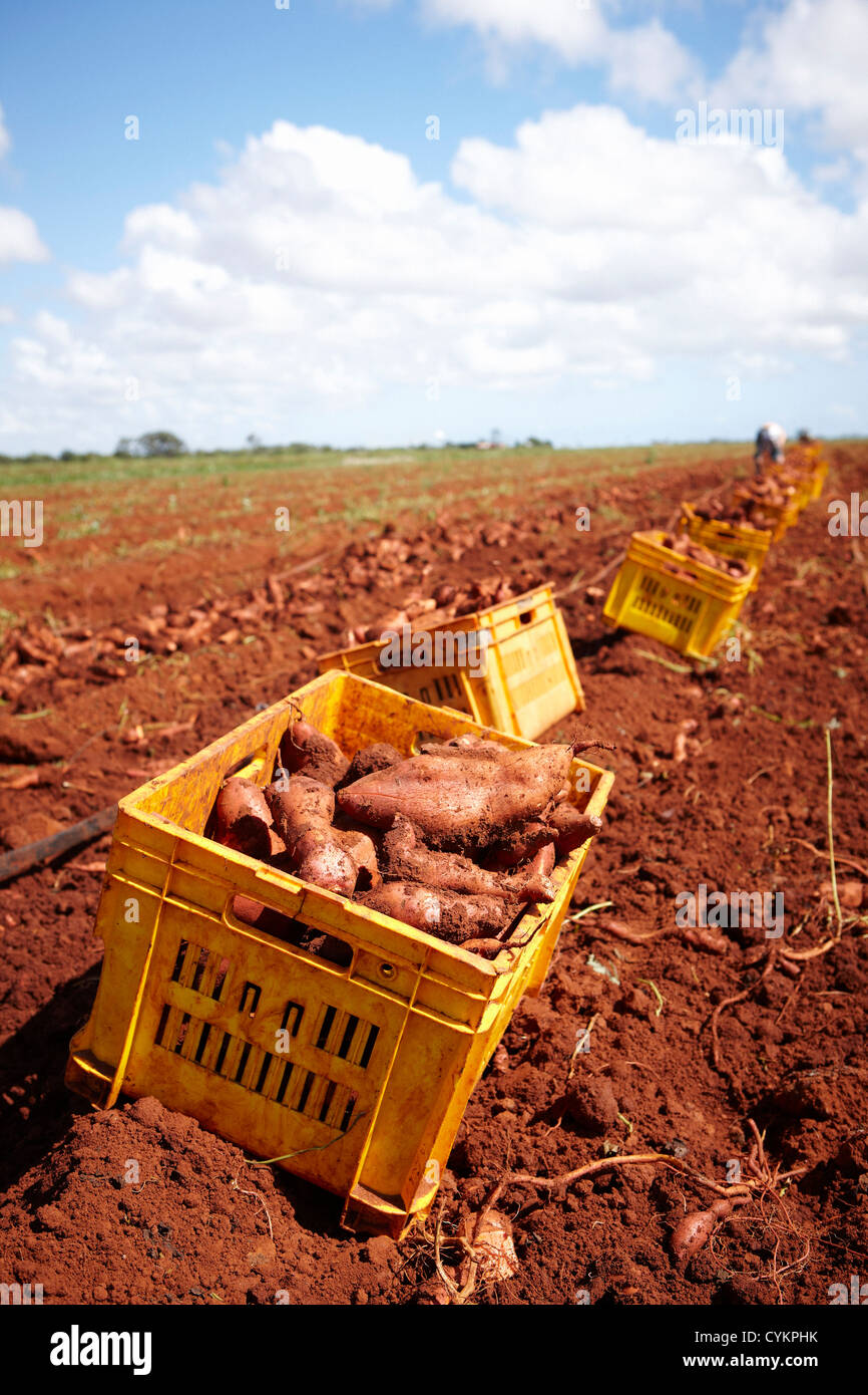 Sweet potato harvesting hires stock photography and images Alamy