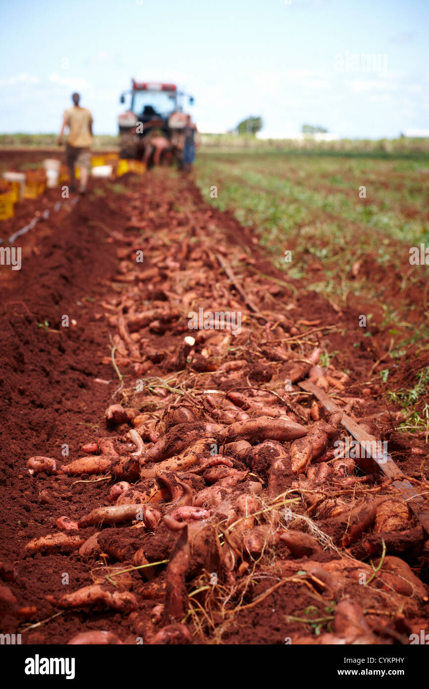 Sweet potatoes ready for harvest Stock Photo Alamy