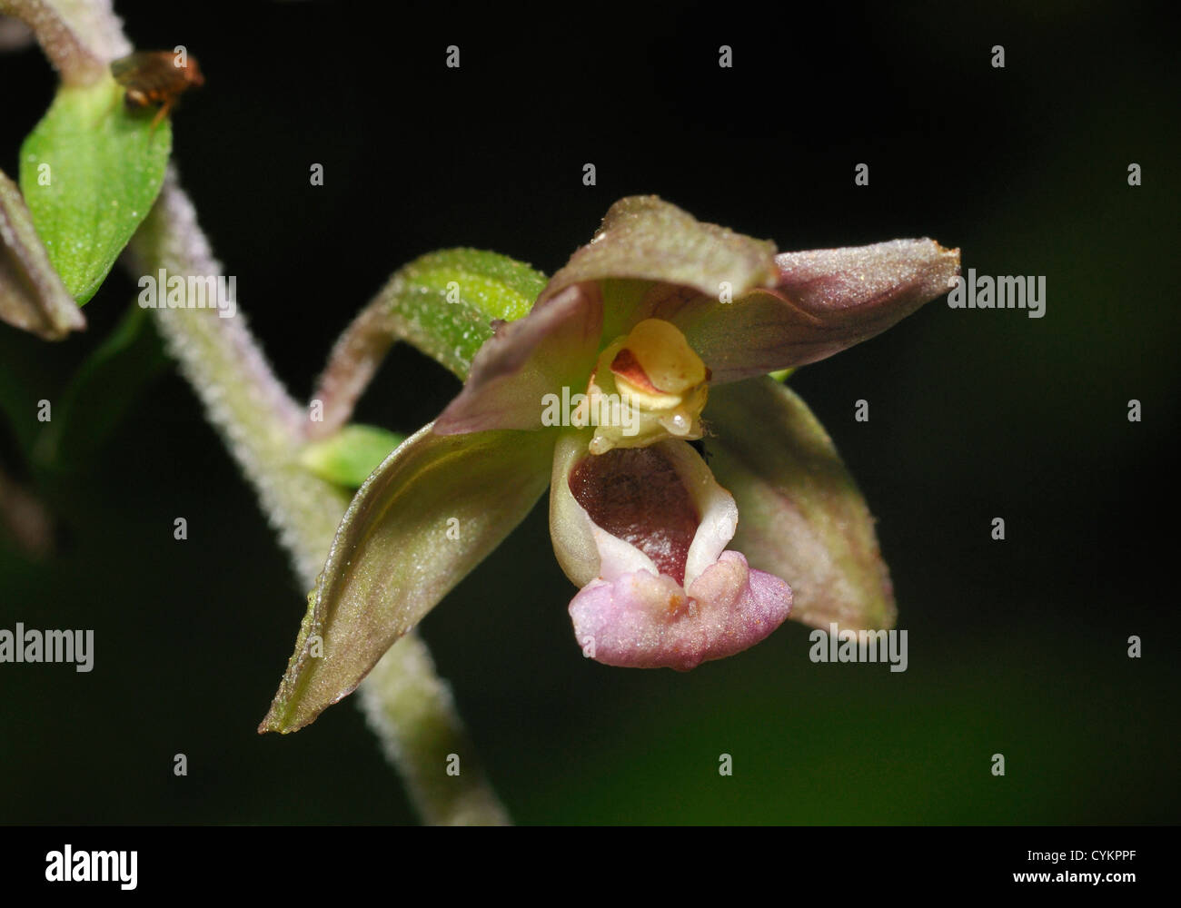 Broad-leaved Helleborine - Epipactis helleborine Closeup of single flower Stock Photo