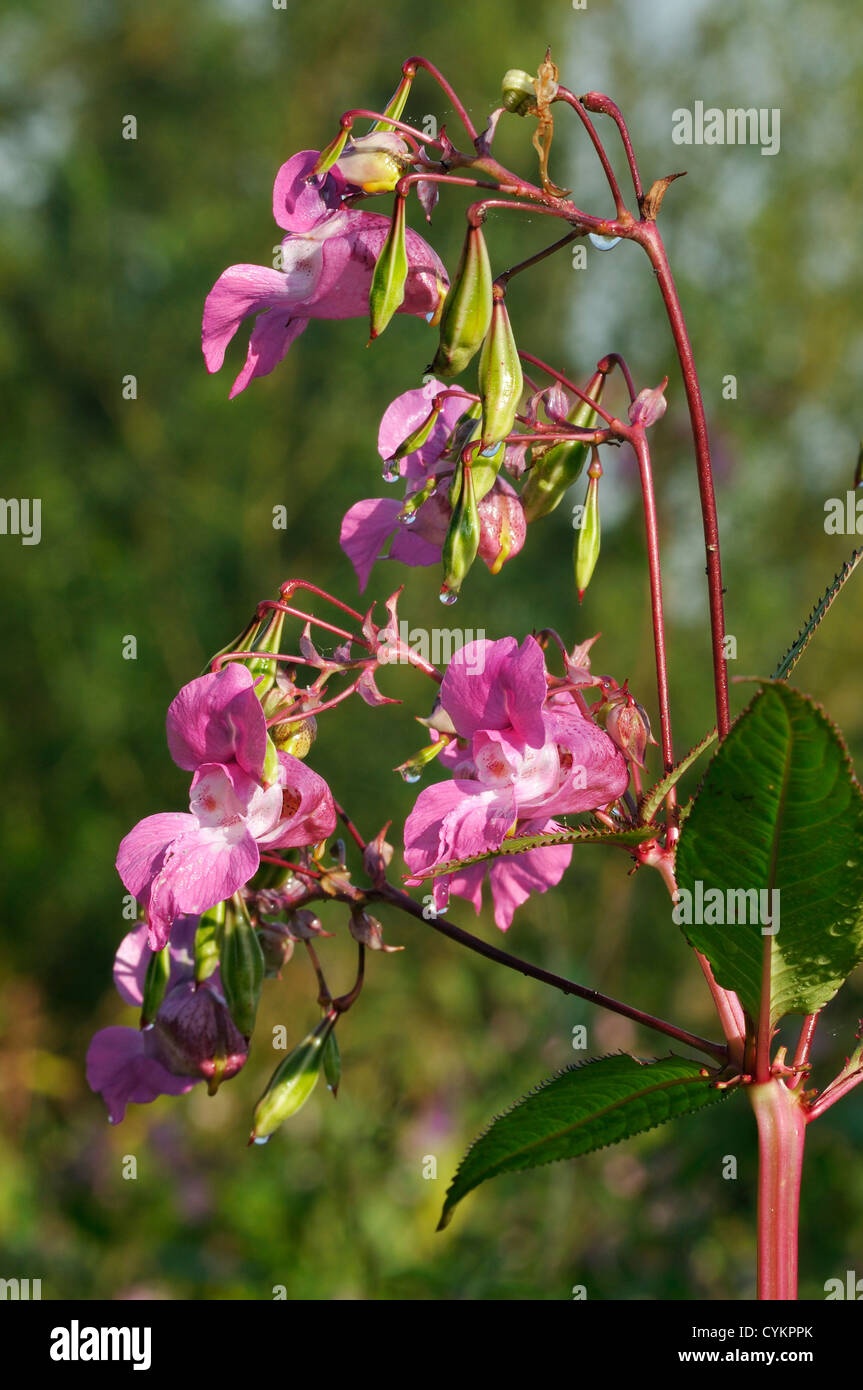 Himalayan Balsam - Impatiens glandulifera Invasive riverside plant Stock Photo