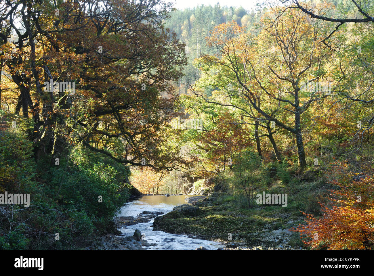 River Mawddach in autumn, Snowdonia National Park, Wales, UK Stock Photo