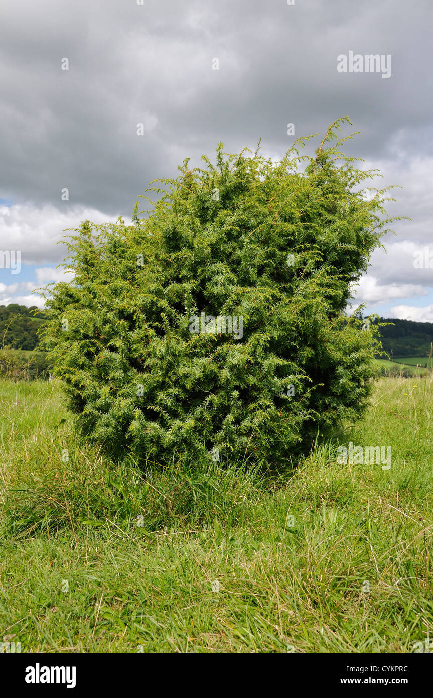 Juniper - Juniperus communis Growing on Swifts Hill, Slad Stock Photo