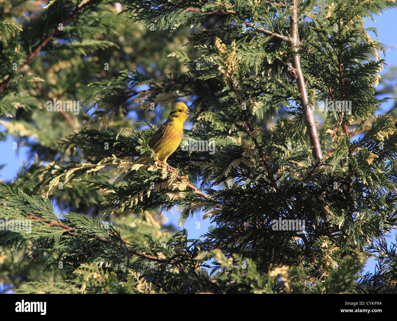 UK Britain Yellow Hammer Stock Photo Alamy