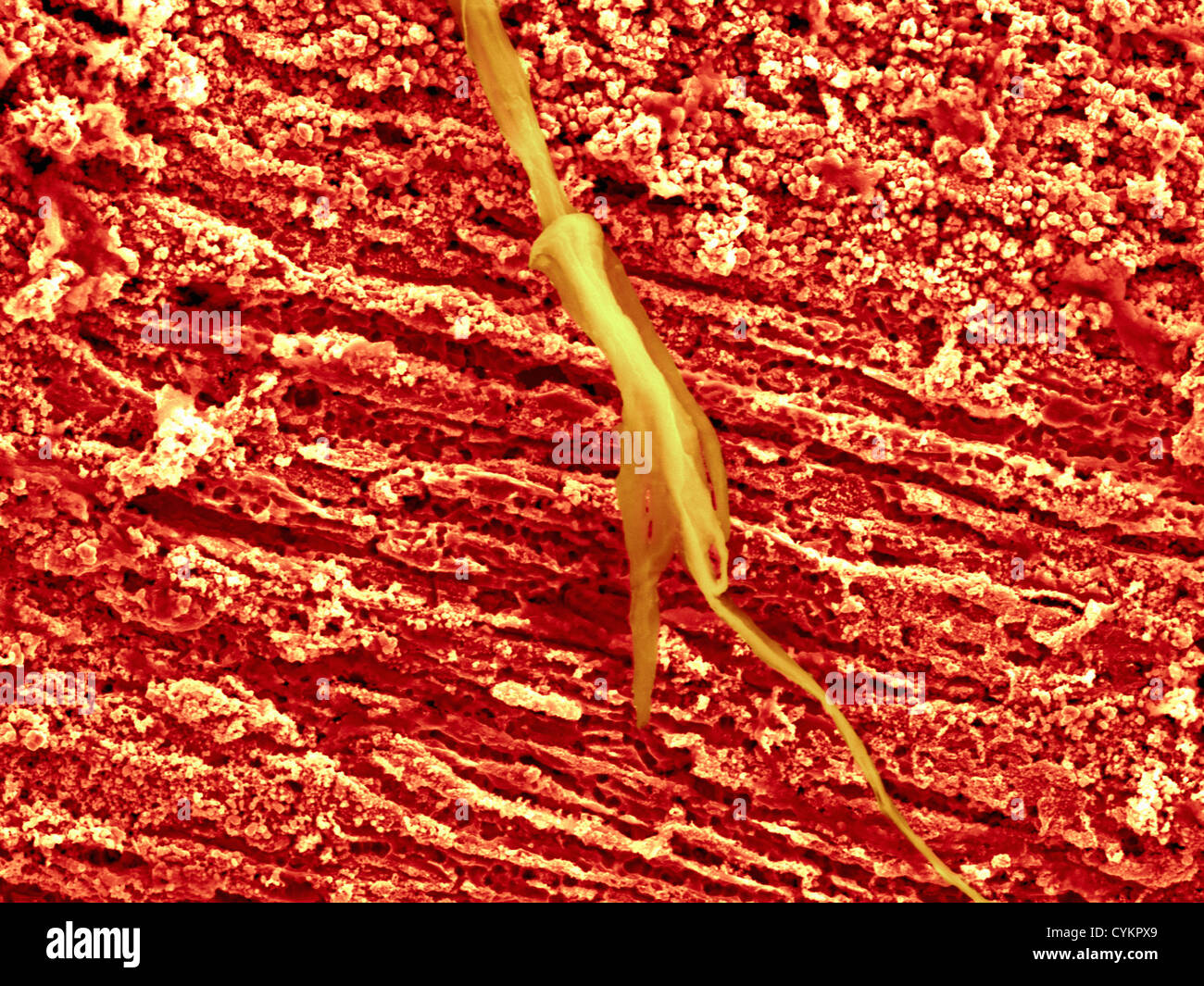 SEM of organic contaminant onto chemically deposited Copper on metallic substrate Stock Photo