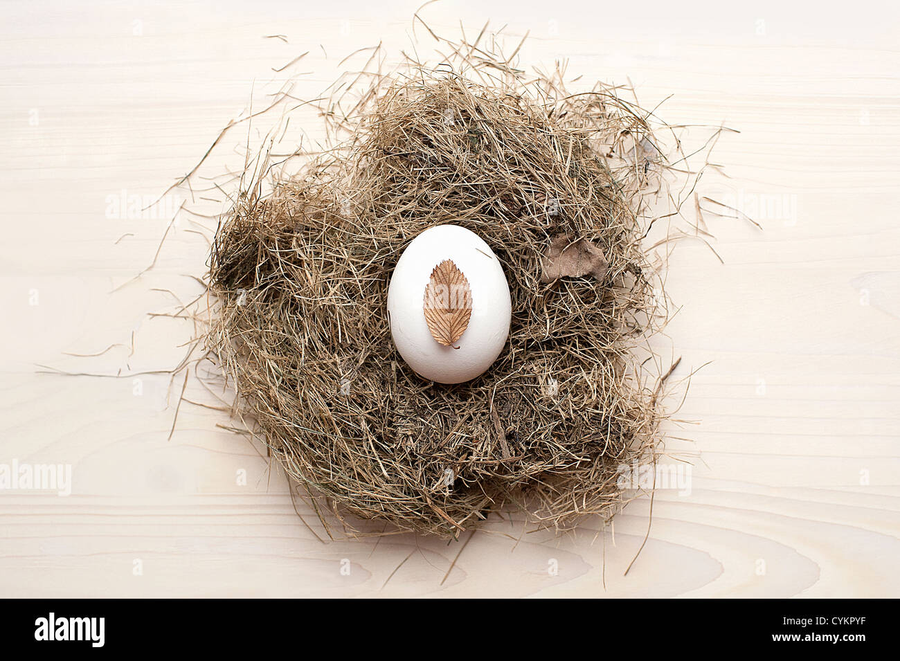 Egg nest bird above hires stock photography and images Alamy