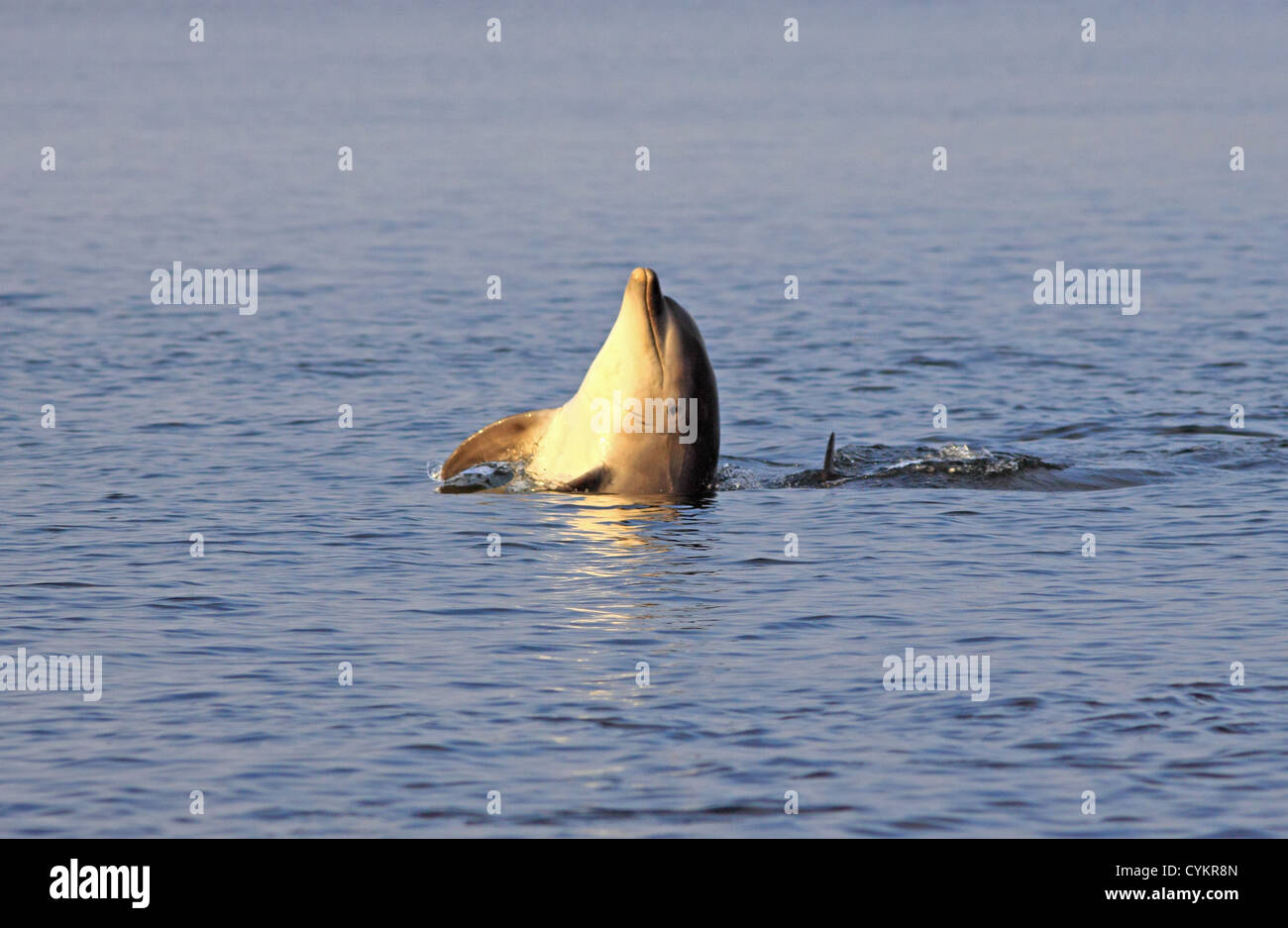 UK Scotland  Moray Firth Bottlenose Dolphin Stock Photo