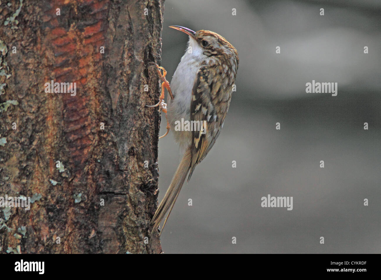 UK Britain Tree Creeper Stock Photo Alamy