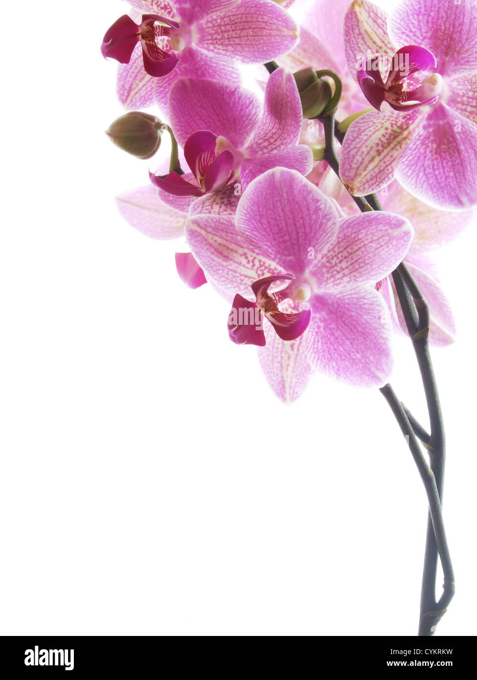 Closeup of a pink orchid - isolated on white - high key image Stock ...